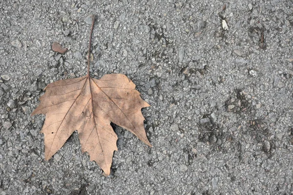 Autumn Leaf Grey Concrete Ground Road — Stock Fotó