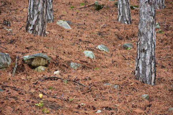 Bos Bomen Boslandschap — Stockfoto