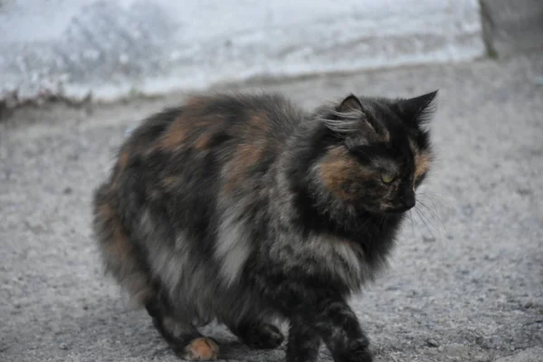 Hermoso Esponjoso Gato Aire Libre — Foto de Stock