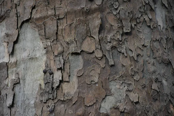 Vacker Träd Bark Bakgrund Textur — Stockfoto