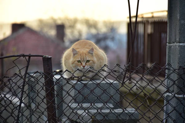 Piękny Puszysty Kot — Zdjęcie stockowe