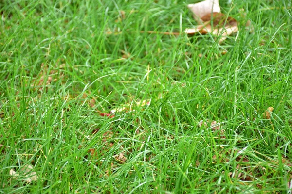 Summer Meadow Field Green Grass — Foto Stock