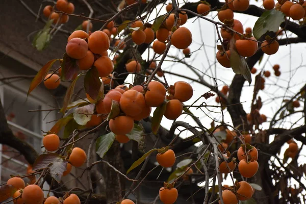 木の上の柿の実 — ストック写真