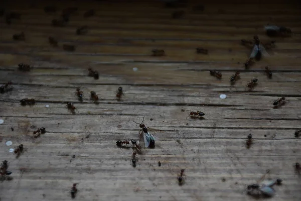 Mieren Kruipen Het Hout — Stockfoto