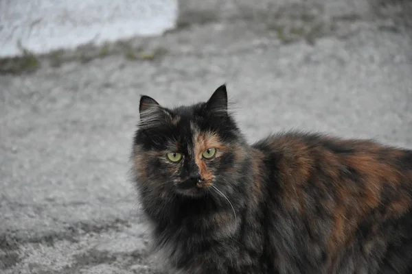 Hermoso Esponjoso Gato Aire Libre — Foto de Stock