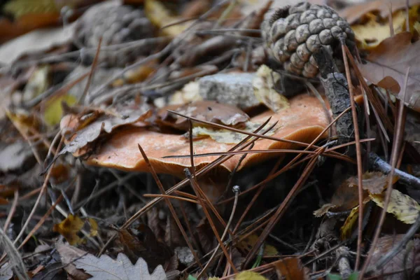 Ormandaki mantar. Kapatın. 