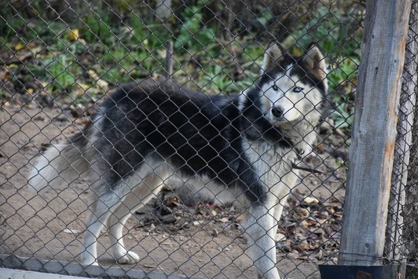 beautiful dog on the street beyond fence