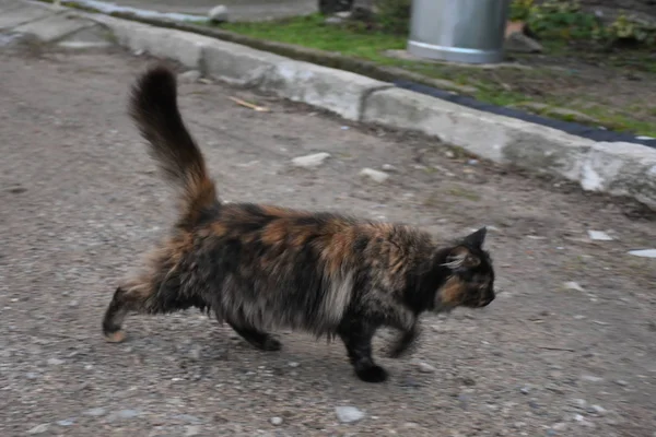 Açık Havada Güzel Kabarık Kedi — Stok fotoğraf