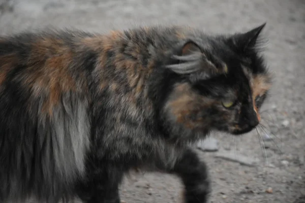 Kucing Berbulu Yang Cantik Luar — Stok Foto