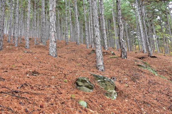 Lesy Stromy Lesní Krajina — Stock fotografie