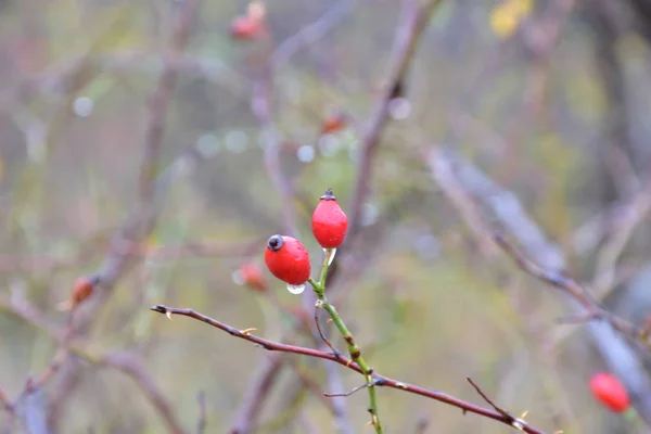 Cropped View Bright Red Rosehip Berries — Stok fotoğraf