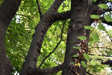  doku ve yakacak odun ve ahşap arka plan,
