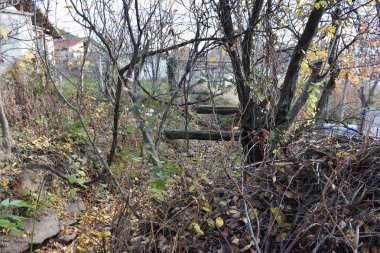  Orman, ağaçlar ve orman manzarası