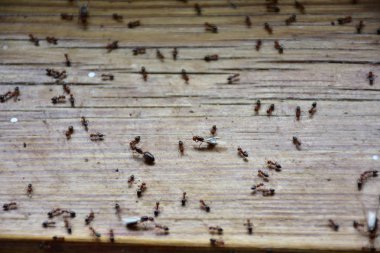 Karıncalar ormanda sürünüyor.