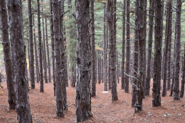 Orman, ağaçlar ve orman manzarası