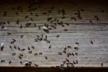 Karıncalar ormanda sürünüyor.