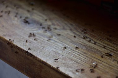 Karıncalar ormanda sürünüyor.