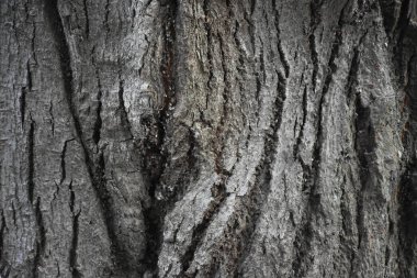 güzel ahşap arkaplan ve doku