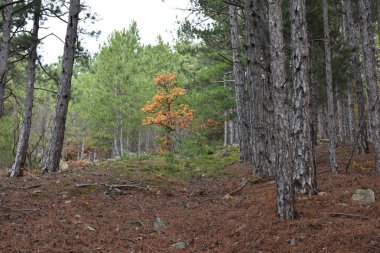 Orman, ağaçlar ve orman manzarası