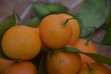 mandalina portakallar meyve ve portakal