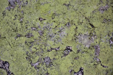 Kırpılmış taş yüzey manzarası liken ile kaplı