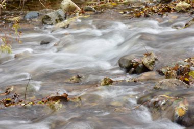 ormanda nehir yakın yukarı 