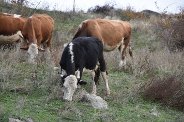 Kırsalda otlayan bir grup inek.