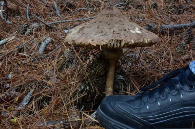 Güzel pembe mantar.,