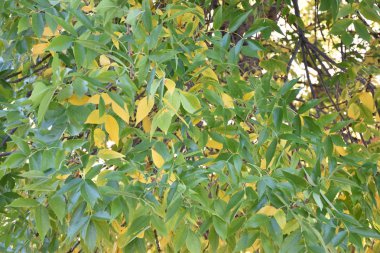 Yaz yaprakları, ağaç yeşili ve sarı yaprakları kapatın. 