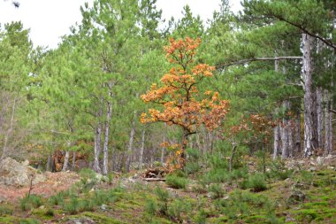 Orman, ağaçlar ve orman manzarası