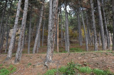 Orman, ağaçlar ve orman manzarası