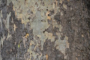 arka plan ağaç doku güzel