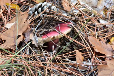 Ormanda pembe mantar yakın çekim 