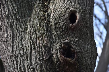 arka plan ağaç doku güzel