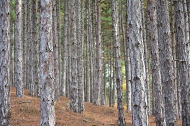 Orman, ağaçlar ve orman manzarası
