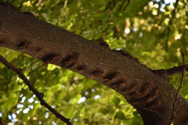  doku ve yakacak odun ve ahşap arka plan,
