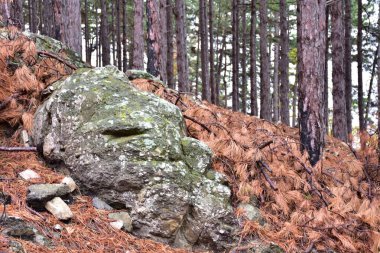  Orman, ağaçlar ve orman manzarası