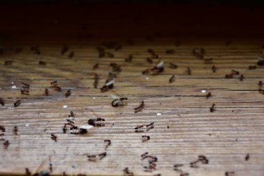 Karıncalar ormanda sürünüyor.