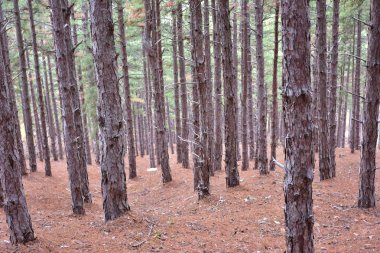 Orman, ağaçlar ve orman manzarası