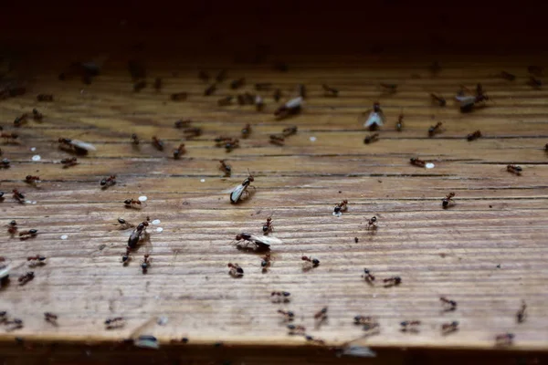 Hormigas Arrastran Sobre Madera —  Fotos de Stock