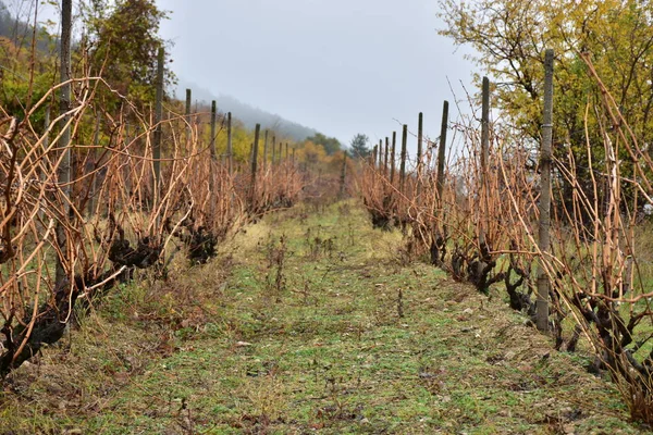 Walking Vineyard Rainy Weather Autumn — Fotografia de Stock