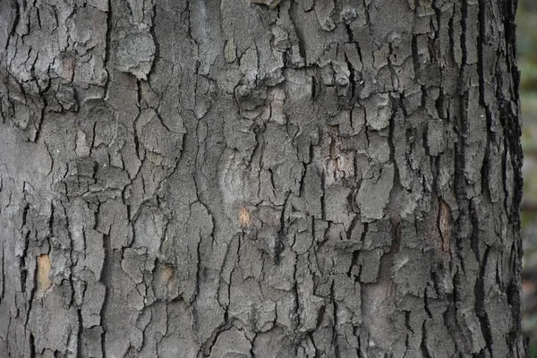 Όμορφη Υφή Φλοιού Δέντρων Δέντρου — Φωτογραφία Αρχείου