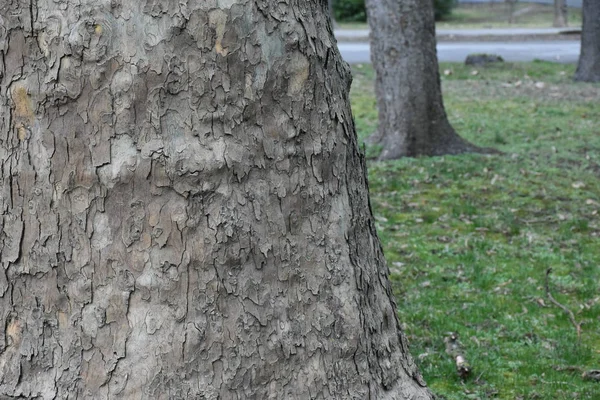 Hermoso Árbol Corteza Fondo Textura —  Fotos de Stock