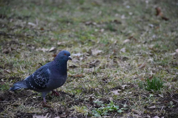 Young Pigeon Searching Food Grass — 스톡 사진