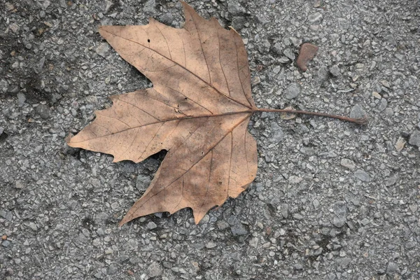 Autumn Leaf Grey Concrete Ground Road — Stock Fotó