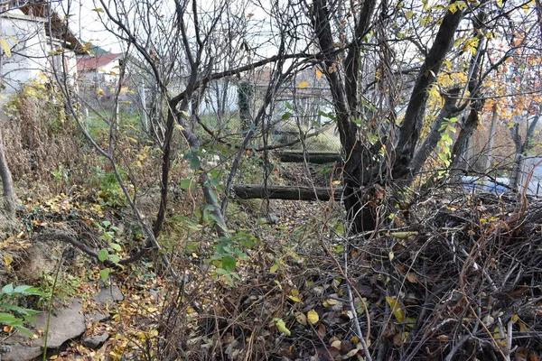  Orman, ağaçlar ve orman manzarası