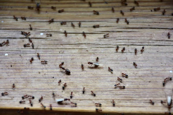 Karıncalar ormanda sürünüyor.