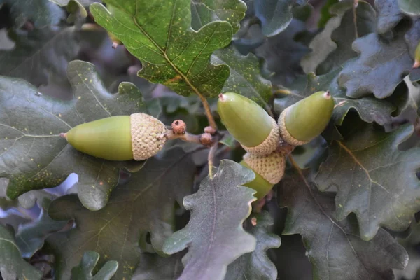 Acorn Fruits Oak Acorn — Stock Photo, Image