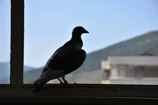 美丽的鸟儿在天空中飞翔 — 图库照片