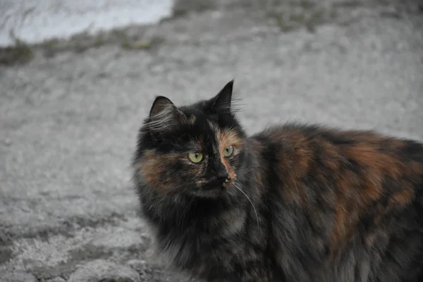 Schöne Flauschige Katze Freien — Stockfoto